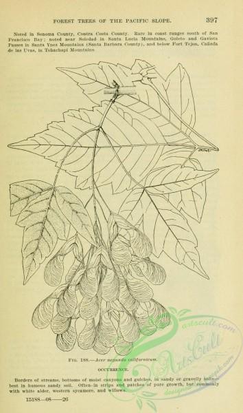 botanical-13744 - black-and-white 342-acer negundo californicum