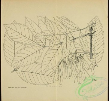 botanical-13757 - black-and-white 355-fraxinus oregona