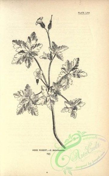 botanical-13832 - black-and-white 069-Herb Robert