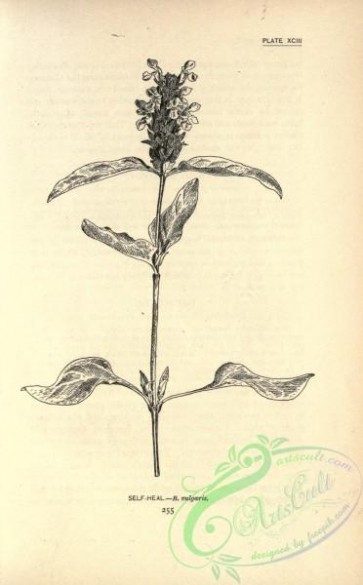botanical-13856 - black-and-white 093-Self-Heal
