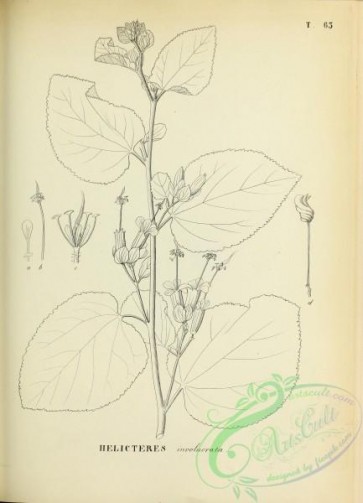 botanical-13930 - black-and-white 204-helicteres involucrata