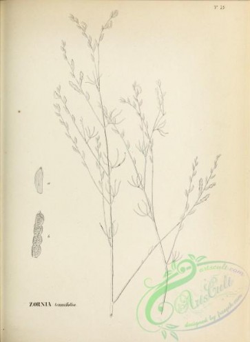 botanical-13946 - black-and-white 220-zornia tennifolia
