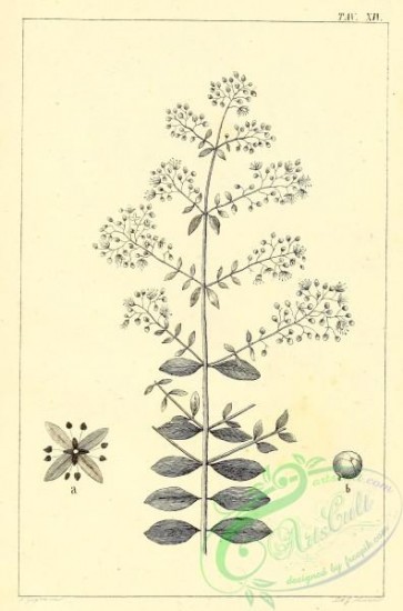 botanical-13985 - black-and-white 014-lausonia inermis