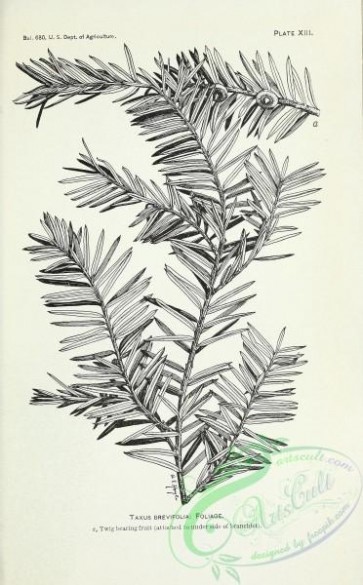 botanical-14004 - black-and-white 334-taxus brevifolia