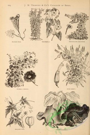 botanical-14150 - black-and-white 117-Balsam, Thunbergia, tropaeolum lobbianum, ipomoea limbata, mina lobata, Ballon Vine, cobaea scandens