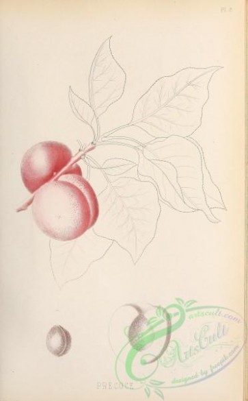 botanical-14162 - black-and-white 152-Peach