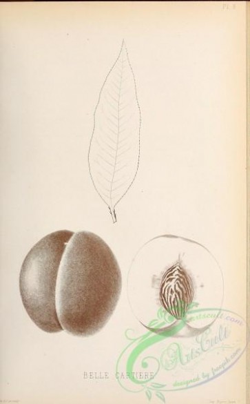 botanical-14173 - black-and-white 163-Peach