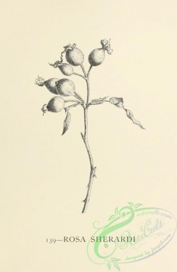botanical-14239 - black-and-white 229-rosa sherardi