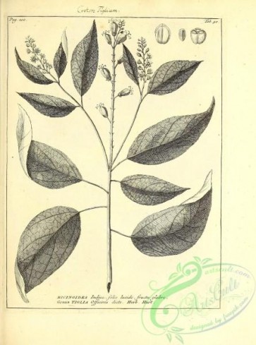 botanical-14435 - black-and-white 192-croton tiglium