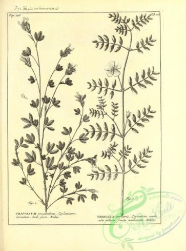 botanical-14451 - black-and-white 208-hedysarum hamatum