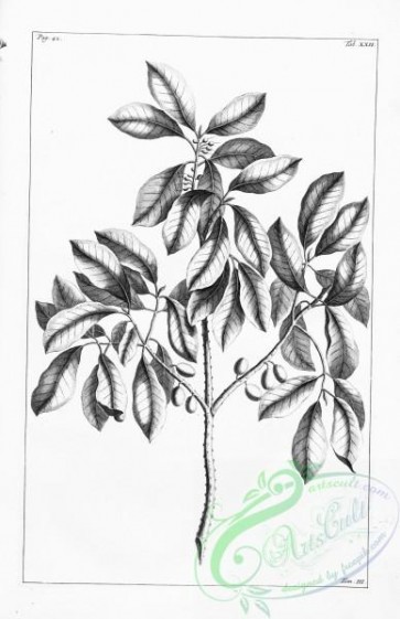 botanical-14477 - black-and-white 193