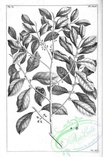 botanical-14490 - black-and-white 206