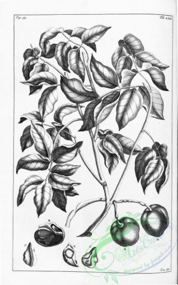 botanical-14517 - black-and-white 233