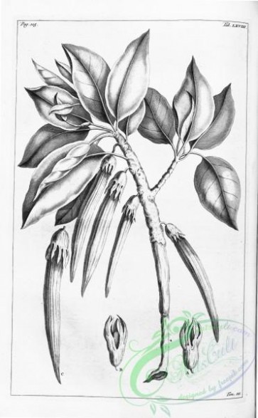 botanical-14523 - black-and-white 239