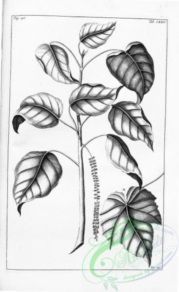 botanical-14582 - black-and-white 298