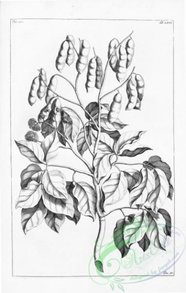 botanical-14664 - black-and-white 309