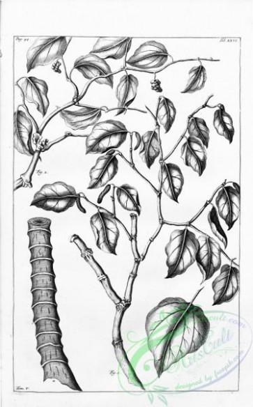 botanical-14788 - black-and-white 143