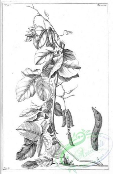 botanical-14903 - black-and-white 258