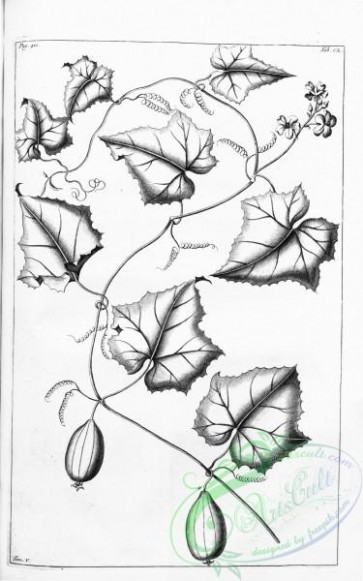 botanical-14911 - black-and-white 266