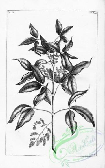 botanical-15007 - black-and-white 143