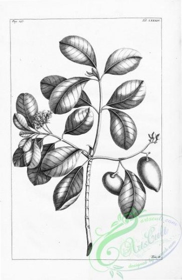 botanical-15029 - black-and-white 165