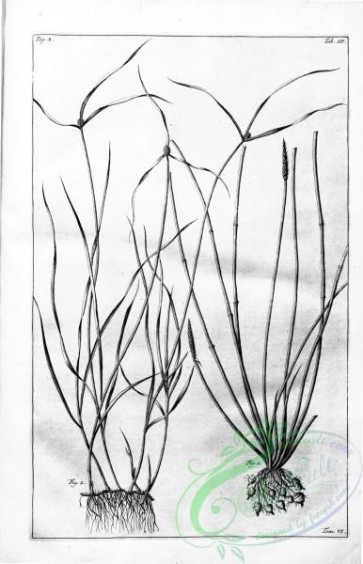 botanical-15035 - black-and-white 055