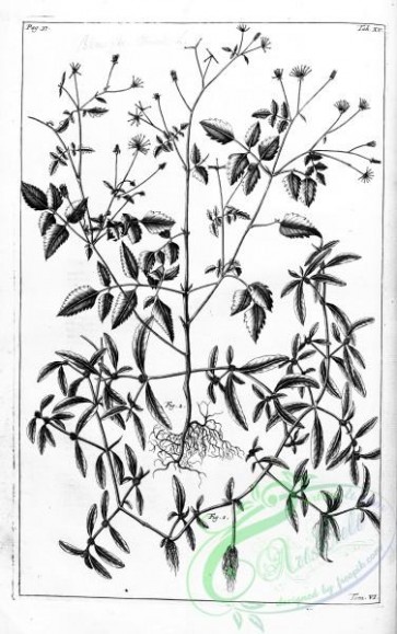 botanical-15047 - black-and-white 067