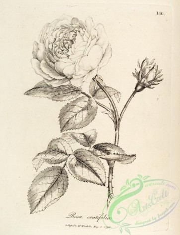 botanical-15157 - black-and-white 173-rosa centifolia