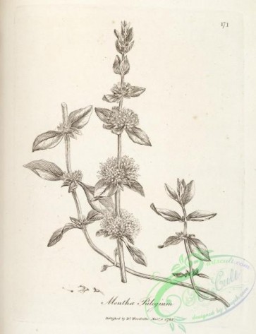 botanical-15188 - black-and-white 204-mentha pulegium