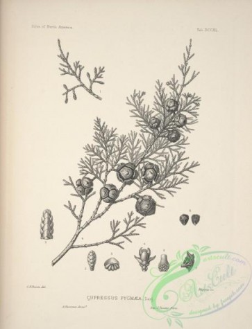 botanical-15291 - black-and-white 064-cupressus pygmaea