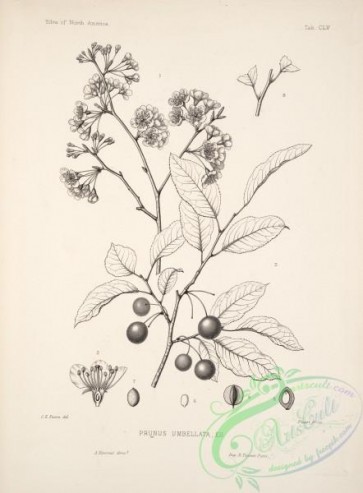 botanical-15299 - black-and-white 072-prunus umbellata