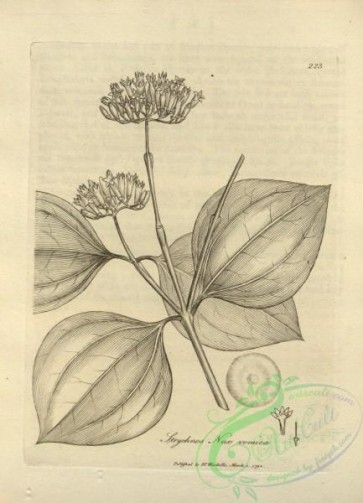 botanical-15555 - black-and-white 185-strychnos nux vomica