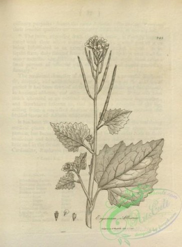 botanical-15577 - black-and-white 207-erysimum alliaria