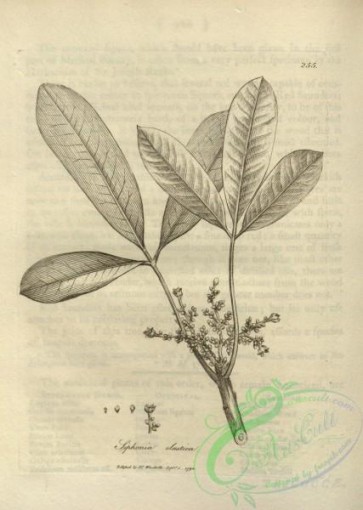 botanical-15587 - black-and-white 217-siphonia elastica