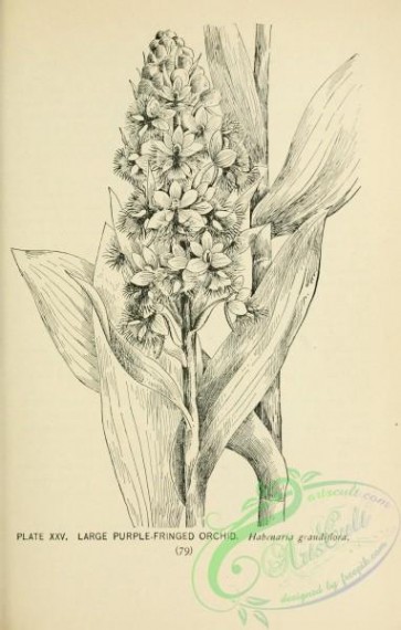 botanical-15715 - black-and-white 021-Large Purple-fringed Orchid, habenaria grandiflora