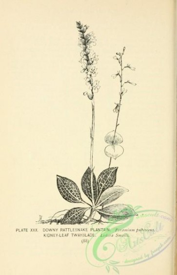 botanical-15720 - black-and-white 026-Downy Rattlesnake Plantain, peramium pubescens, Kidney-leaf Twayblade, listera smalli