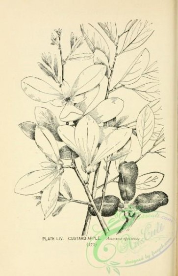 botanical-15744 - black-and-white 050-Custard Apple, asimina speciosa