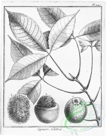 botanical-15909 - black-and-white 215-saouari glabra