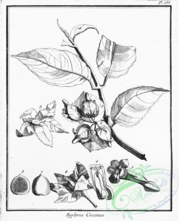 botanical-15924 - black-and-white 230-besleria coccinea
