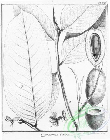 botanical-15965 - black-and-white 271-coumarouna odora