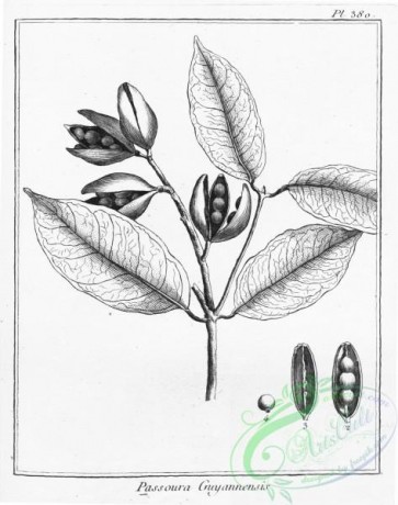 botanical-16049 - black-and-white 355-passoura guyannensis