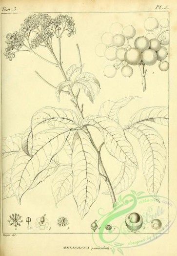 botanical-16191 - black-and-white 217-melicocca paniculata