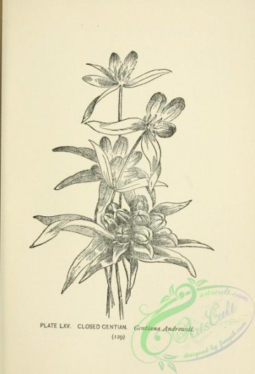 botanical-16257 - black-and-white 037-Closed Gentian, gentiana andrewsii