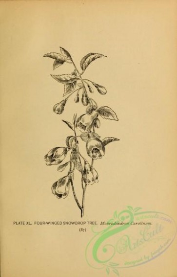 botanical-16342 - black-and-white 023-Four-winged Snowdrop Tree, mohrodendron carolinum