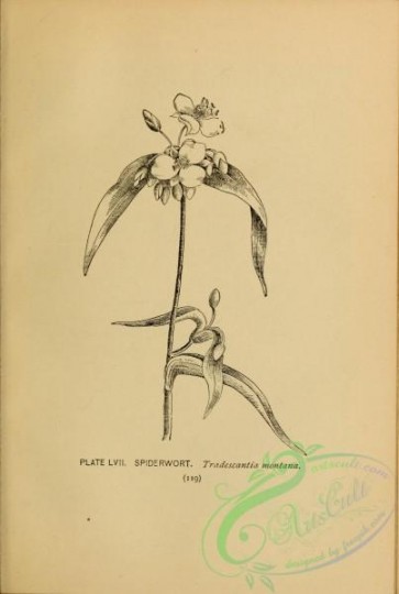 botanical-16353 - black-and-white 034-Spiderwort, tradescantia montana