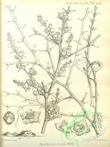 botanical-16439 - black-and-white 257-acanthosicyos horrida