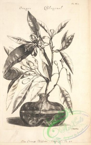 botanical-16491 - black-and-white 399-Orange Blossom