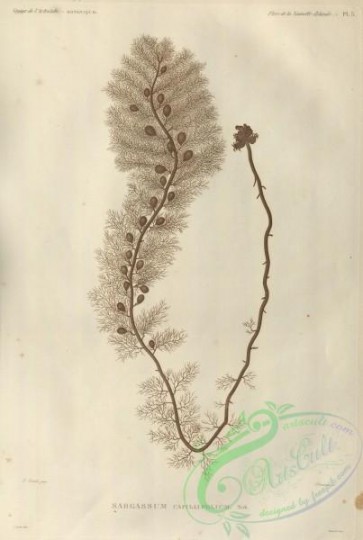 botanical-16503 - black-and-white 303-sargassum capillifolium