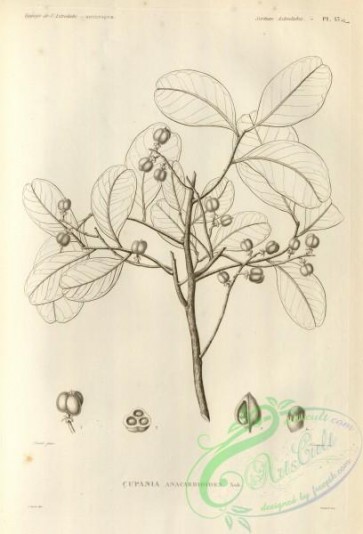 botanical-16549 - black-and-white 349-cupania anacardioides
