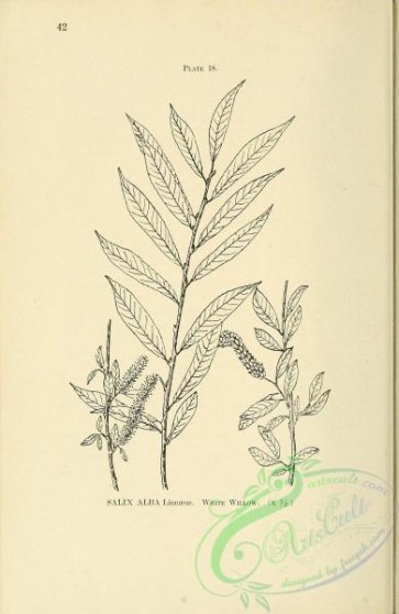 botanical-16604 - black-and-white 133-White Willow, salix alba